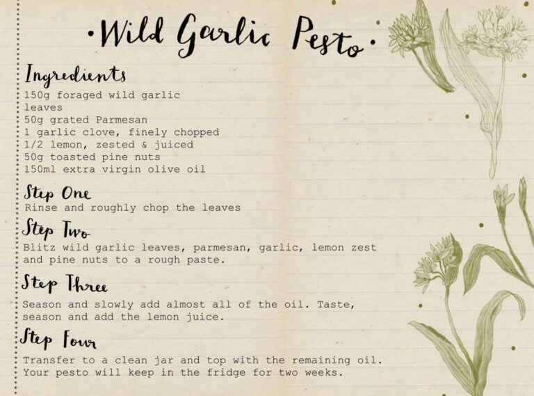 Foraged Wild Garlic Pesto Recipe